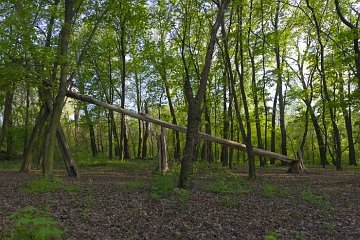 Музычина балка